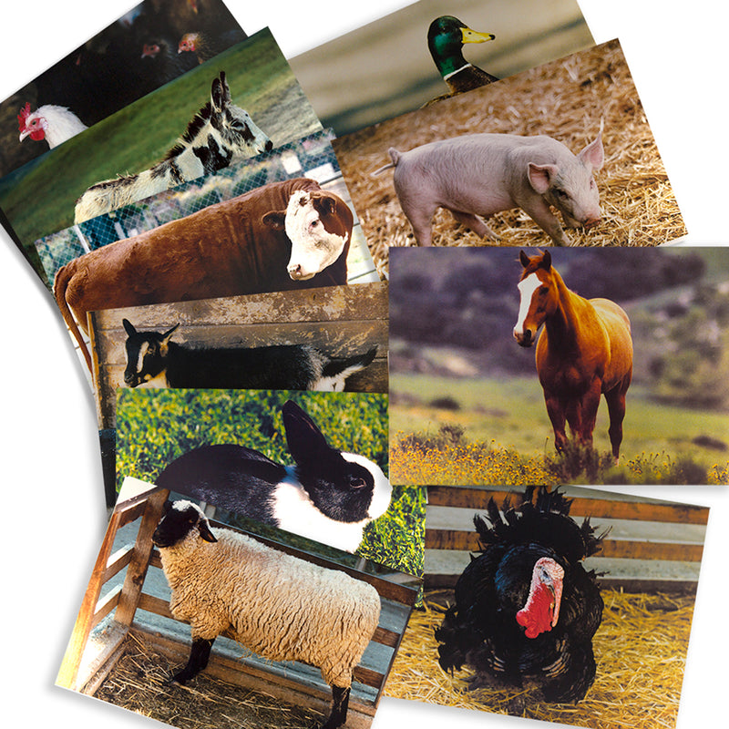 Farm Animal Poster Set Set Of 10