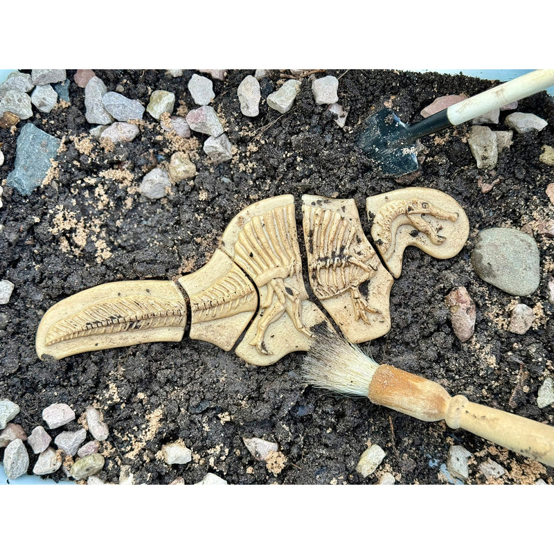 Triceratops & Spinosaurus Dig & Discover