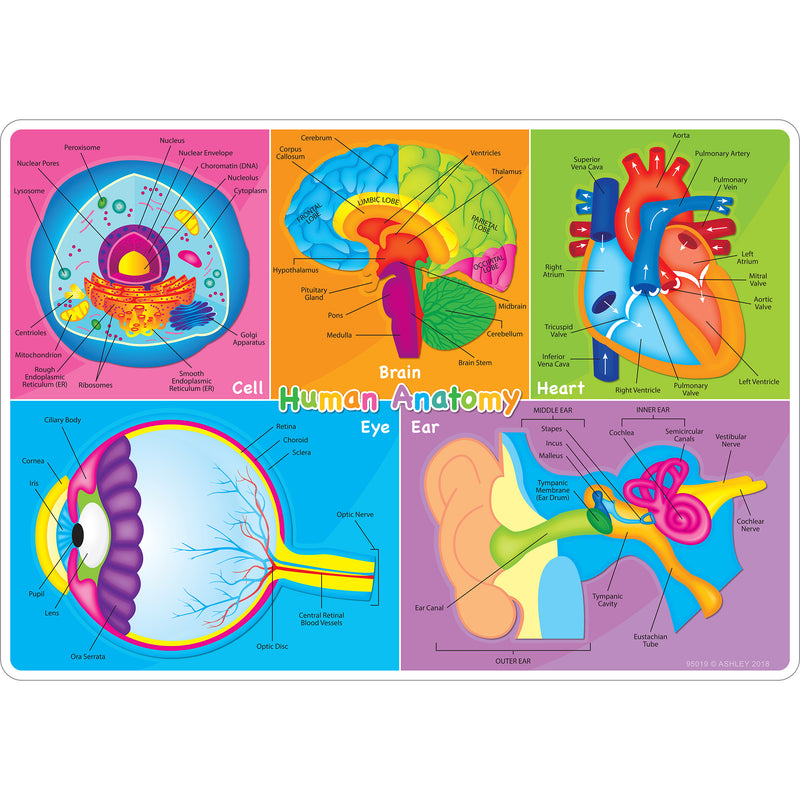 Human Body Learning Mat 2 Sided Write On Wipe Off