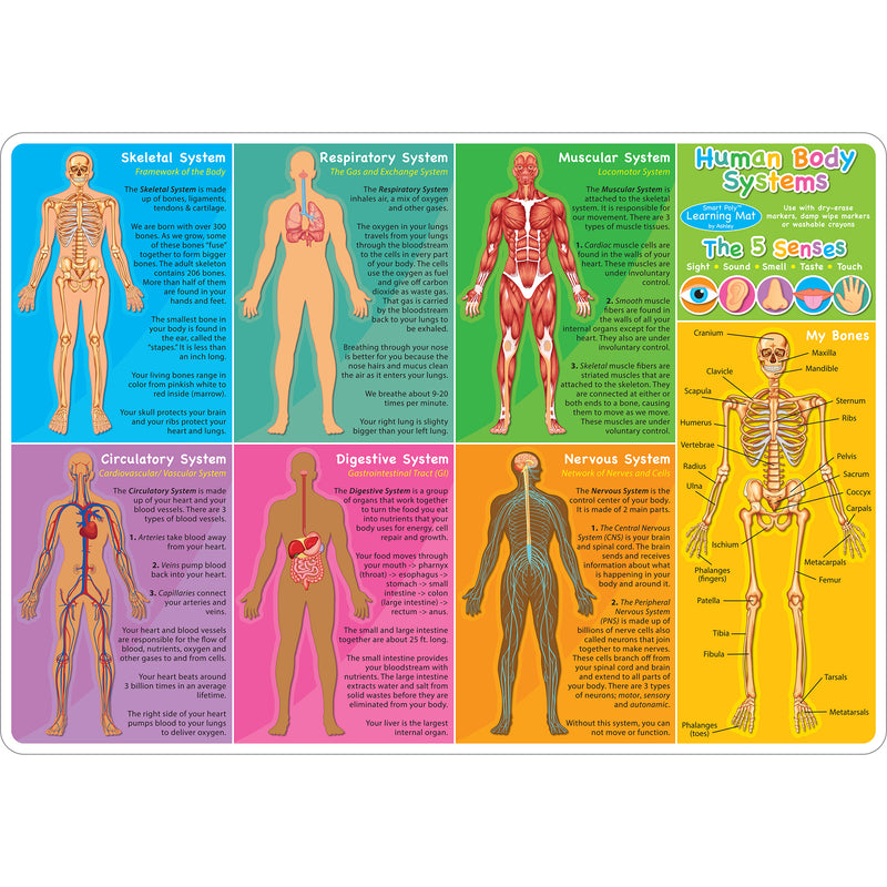 Human Body Learning Mat 2 Sided Write On Wipe Off