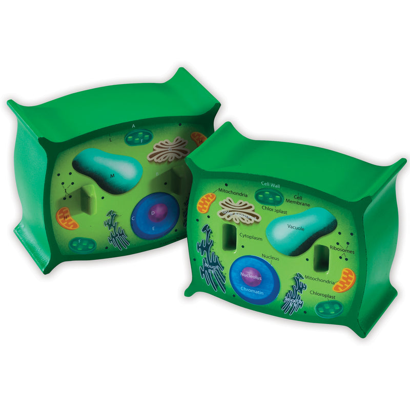 Plant Cell Crosssection Model