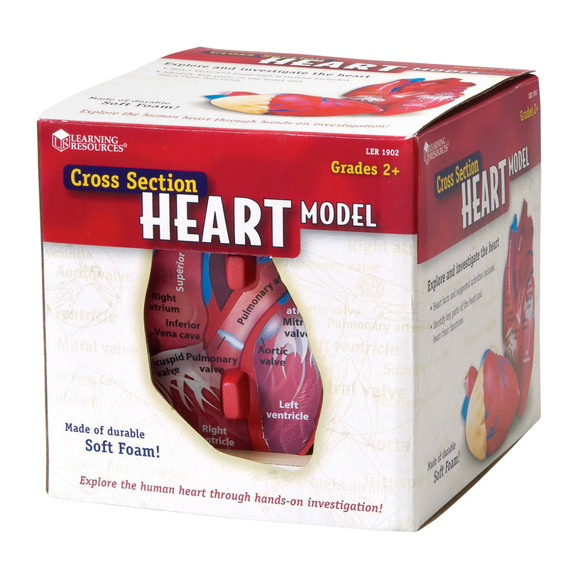 Human Heart Crosssection Model