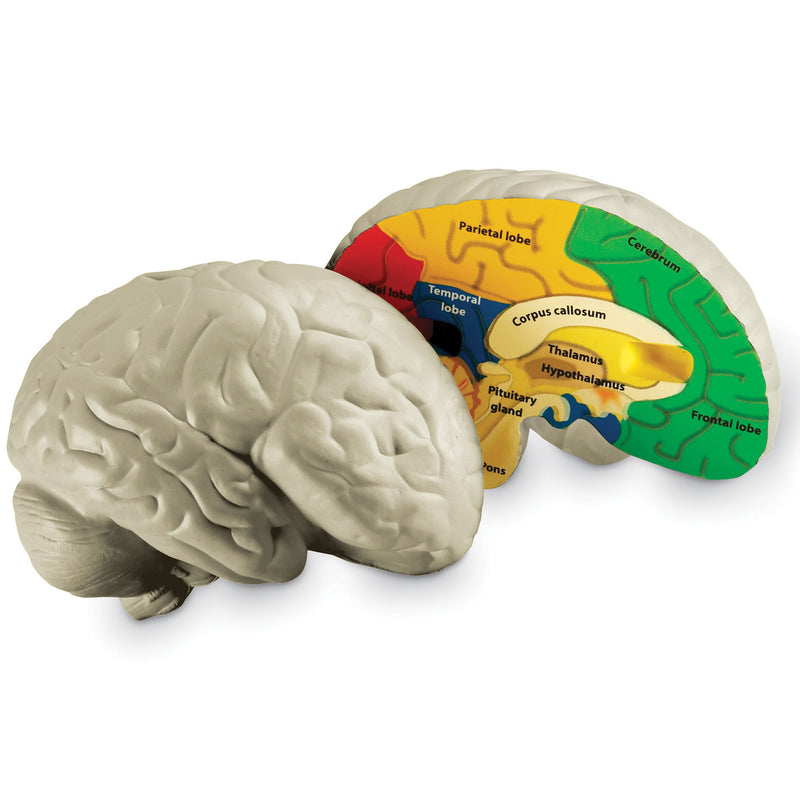 Human Brain Crosssection Model