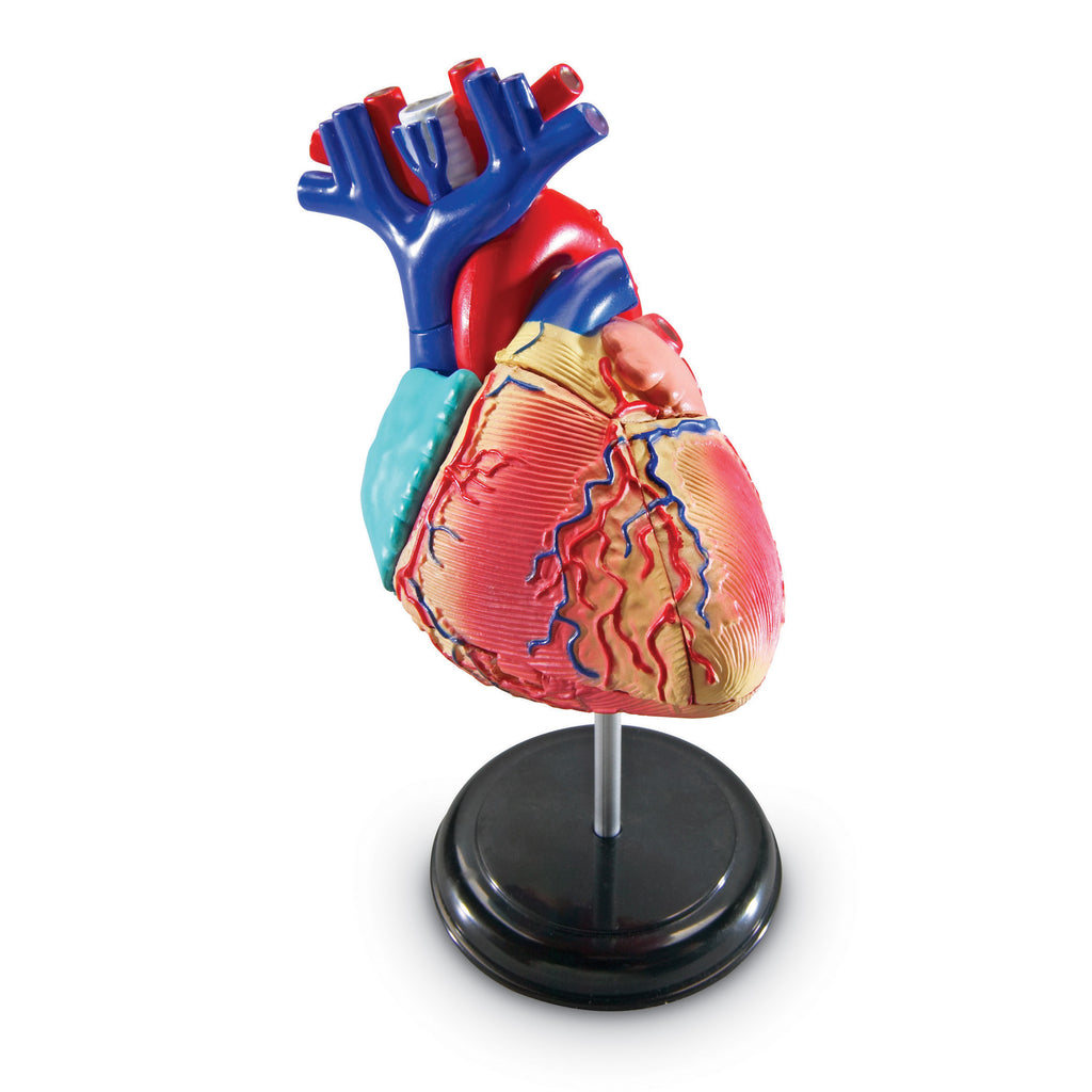Model Heart Anatomy