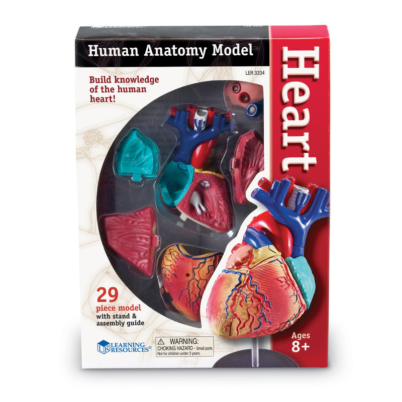 Model Heart Anatomy