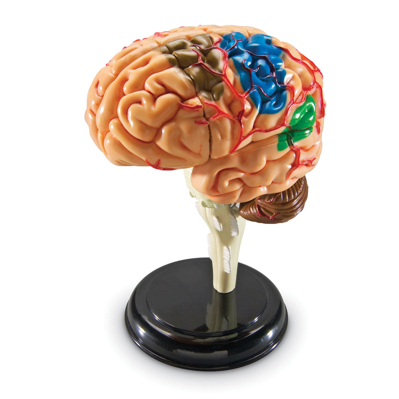 Model Brain Key Model Brain Anatomy – Qualityucanafford