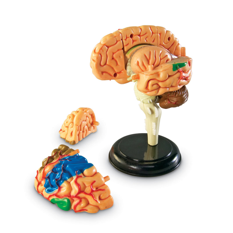 Model Brain Key Model Brain Anatomy – Qualityucanafford