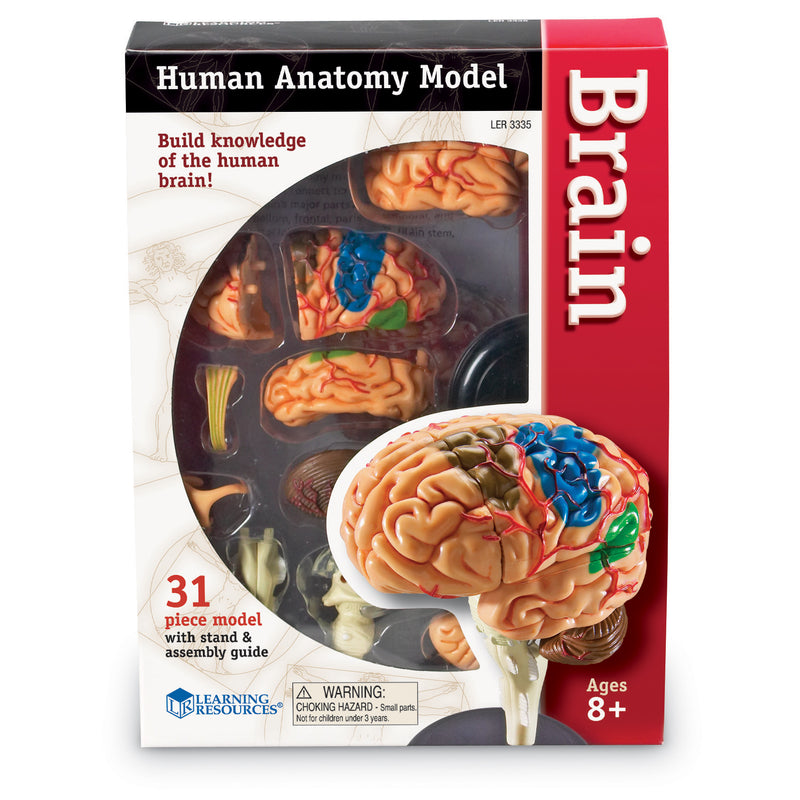 Brain Box Model Model Brain Anatomy – Qualityucanafford