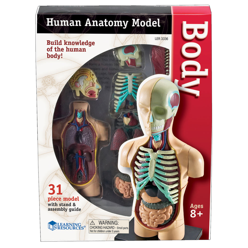 Model Human Body Anatomy