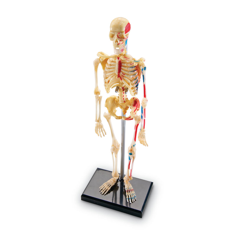 Model Skeleton