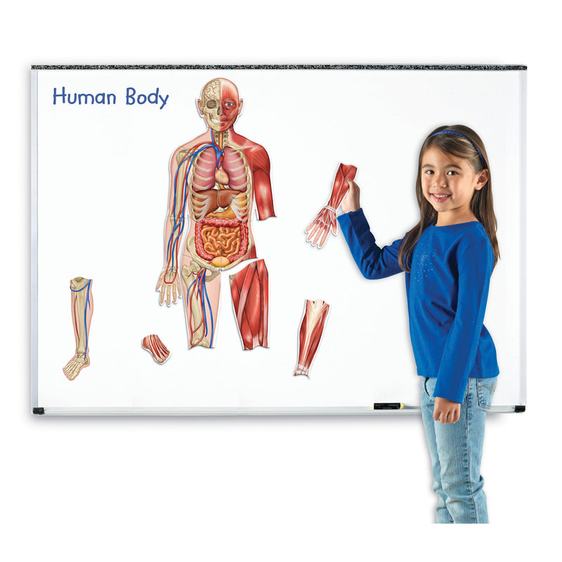 Double-sided Magnetic Human Body