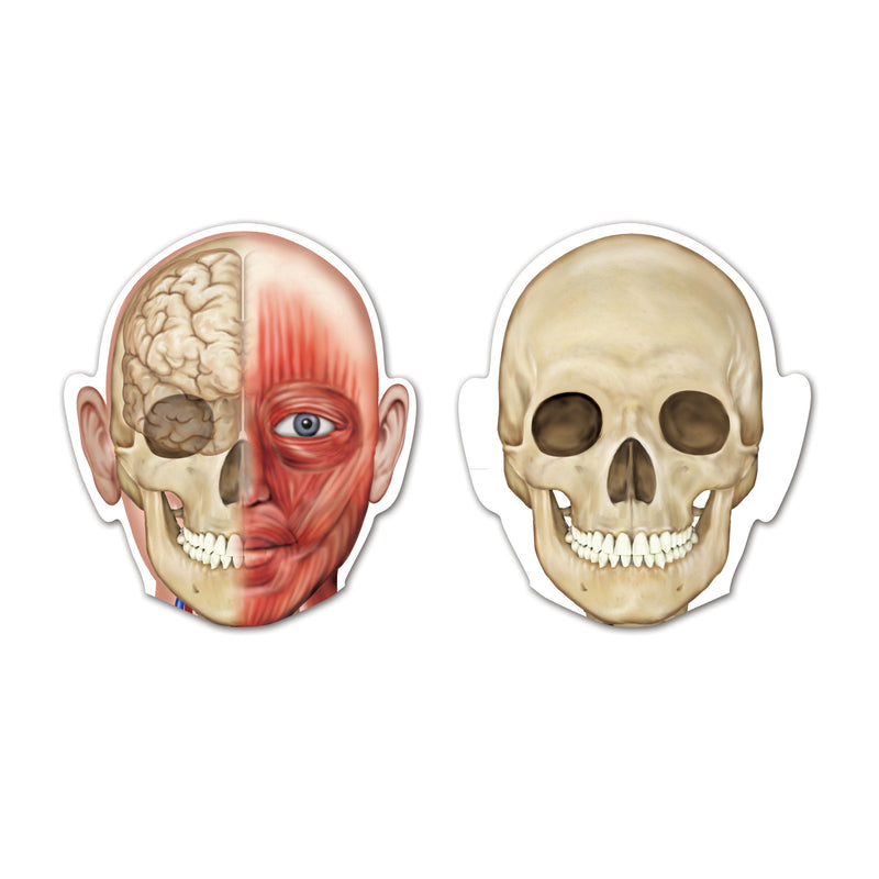 Double-sided Magnetic Human Body