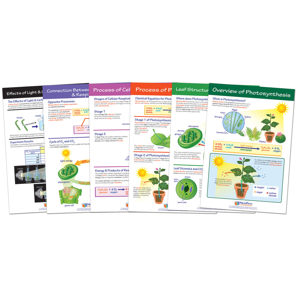 Photosysthesis Bulletin Board Chart Set Grades 3-5