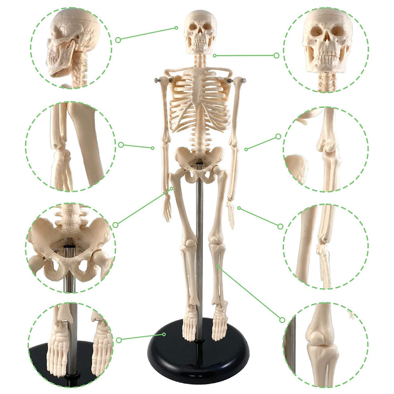 Human Skeleton Model with Key, 17"