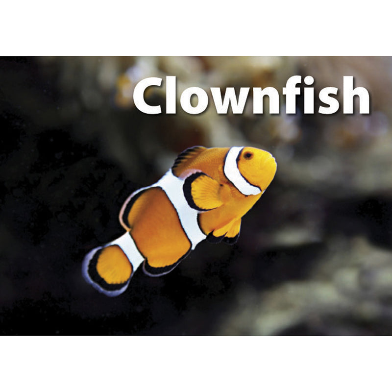 Sea Life Photographic Memory Matching Game