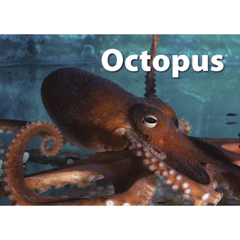 Sea Life Photographic Memory Matching Game
