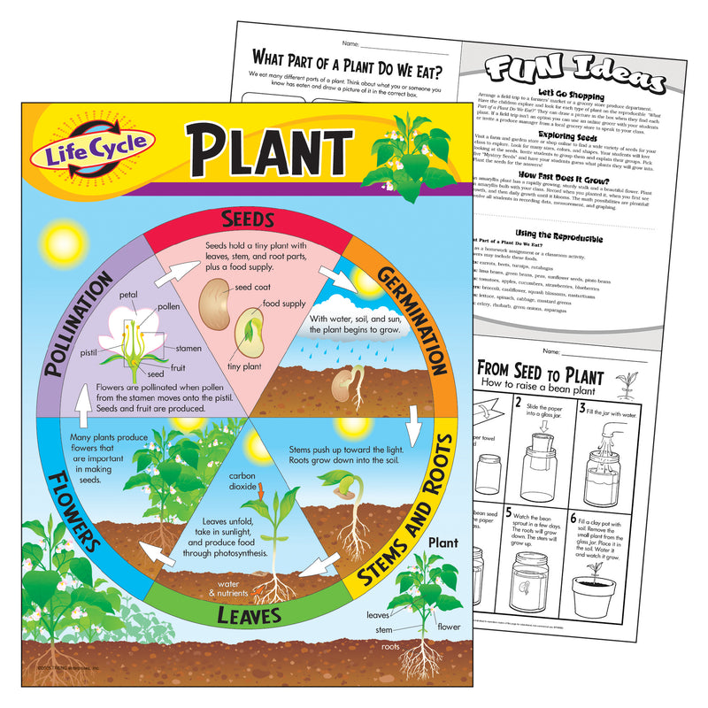 Chart Life Cycle Of A Plant K-3